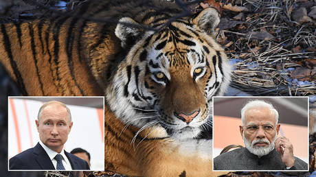 ‘We share love for tigers’: Modi boasts of ‘special chemistry’ with Putin