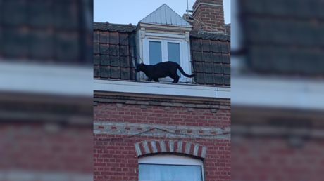 Wakanda prank is this?: Black panther spotted prowling along roofs in northern France (PHOTOS, VIDEOS)