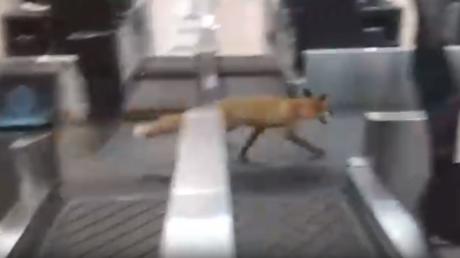 Flying fox? Wild animal filmed running around INSIDE Moscow airport terminal (VIDEO)