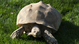 Turtle power: Russian pet owner selling ‘psychic’ turtle for $46K with claim it can predict football scores