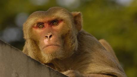 Monkey business: Primate cleans cop&rsquo;s hair as officer continues with paperwork (VIDEO)