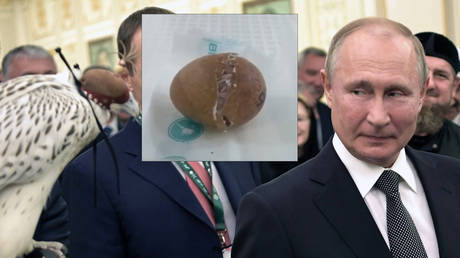 &lsquo;Unique bird&rsquo;: Putin&rsquo;s gyrfalcon gift that &lsquo;misbehaved&rsquo; at Saudi royal palace gets its ancestry & hatching VIDEO revealed