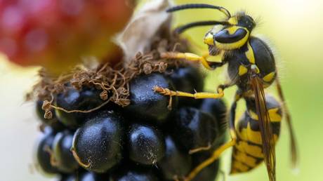 Buzz off! Wasp interrupts mortal combat between two snakes in Florida (VIDEO)