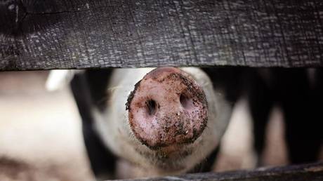 Quarter of world pig population could be wiped out this year alone, animal health expert warns