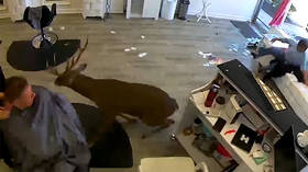 Deertrusion alert! Long Island salon freaked out by buck invader (VIDEO