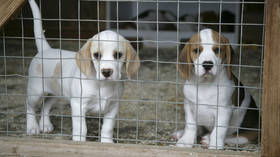 Dog by dog
