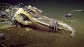 Deep-sea dining: Octopods filmed FEASTING on dead whale carcass (VIDEO, PHOTOS)