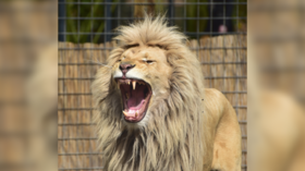 Man enters LION enclosure at New Delhi zoo to taunt and tease wildcat (VIDEO)