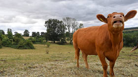 What’s the beef? British farmers rail against Tesco’s VEGAN advert, but supermarkets have been squeezing them for years