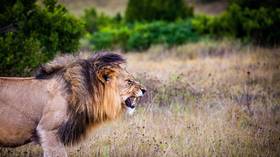 Entire pride of lions BUTCHERED in South Africa & body parts harvested for BLACK MAGIC