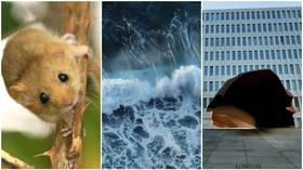 Mouse bridge, surfing in the river, huge spy HQ: German NGO lists mind-blowing ways govt blows taxpayer cash