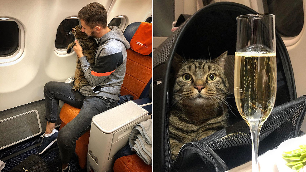 Too fat to fly? Cat owner tricks airline with feline BODY ...