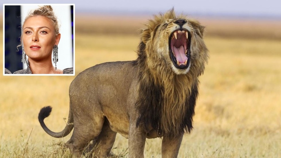 ‘It pierced through the entire delta!’ Maria Sharapova frightened by lion’s roar during safari trip (VIDEO) - RT