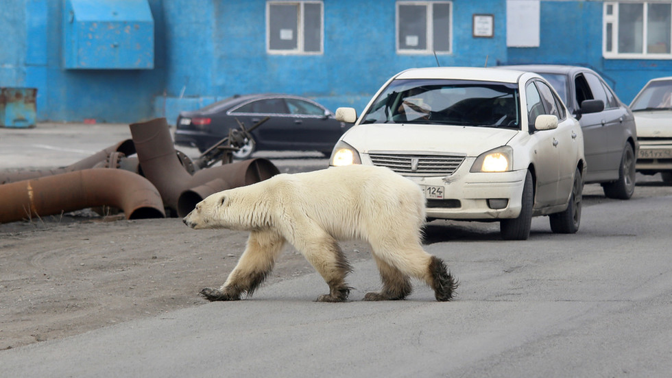 Polar Bear автомобиль