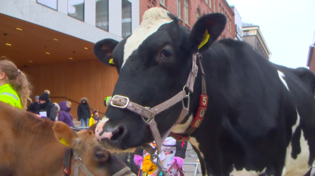 Farmers’ protest moo-vement reaches Finland: Cows brought to Helsinki University after beef ban (VIDEO)