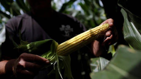 ‘Ideal’ science-based sustainable diet too expensive for every 5th person on Earth – study