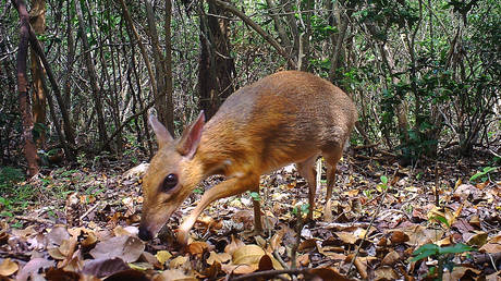 Beautiful, silvery ‘mouse deer’ rediscovered in Vietnam after no sightings for almost 30yrs