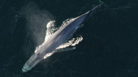 File Photo. A blue whale ©  REUTERS / NOAA