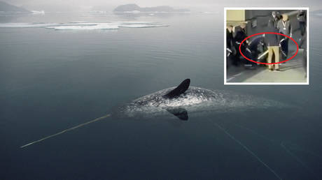 Proud Brits flood Twitter with NARWHAL MEMES in tribute to London Bridge heroes