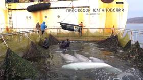 Fight for freedom: Last batch of belugas on a doorstep of ‘whale prison’ ready to go to the wild (VIDEO)