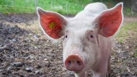 China looks to import Russian pork to cover domestic shortages due to African swine fever