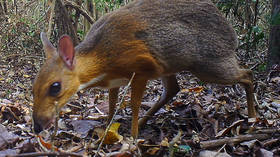 Beautiful, silvery ‘mouse deer’ rediscovered in Vietnam after no sightings for almost 30yrs