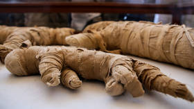 Mummified lions, crocs and birds found in ancient Egyptian burial ground (PHOTOS)