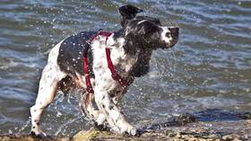 Don T Shake It Off Jolting Your Head To Clear Water Trapped In Your Ears Could Cause Brain Damage New Research Finds Rt World News