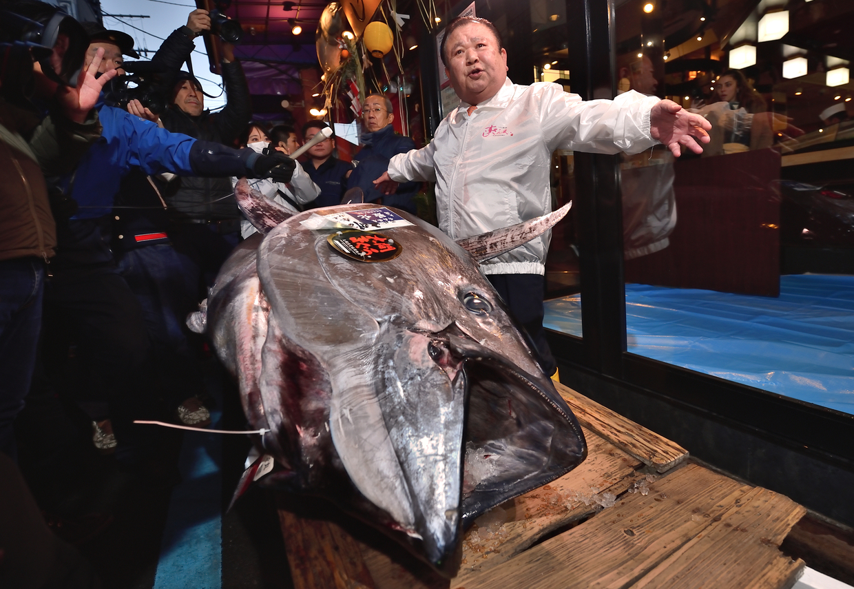 Japan ‘Tuna King’ buys new year catch for $1.8 million
