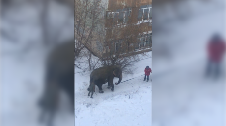 WATCH: Escaped elephants frolic in snowy streets of Russia&rsquo;s Ekaterinburg