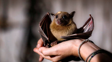 FILE PHOTO A fruit bat pup. © Reuters / Amir Cohen