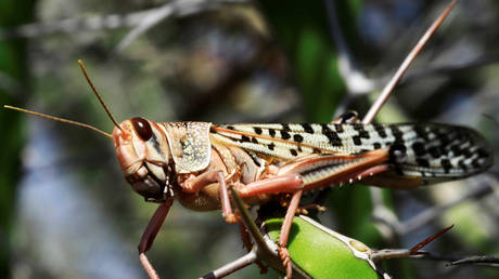 WATCH: Horde of locusts blocks out the skies in Saudi Arabia, Yemen