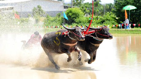 Usain Bolt’s buffalo-racing rival: Humble Indian worker ‘completes 100m course FASTER than world record holder’