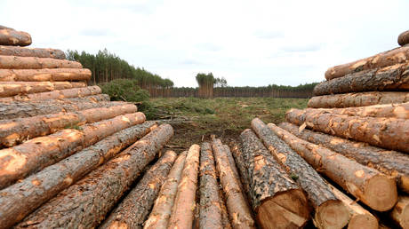 ‘Deforestation can continue!’ German court allows Tesla to chop down trees for Berlin ‘Gigafactory’, overruling local activists