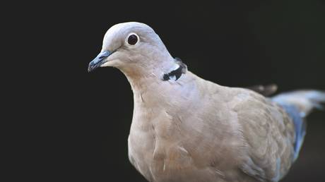‘Give it a boarding pass too!’ Stowaway pigeon creates ruckus inside Indian airliner, delays takeoff for 30 minutes (VIDEO)