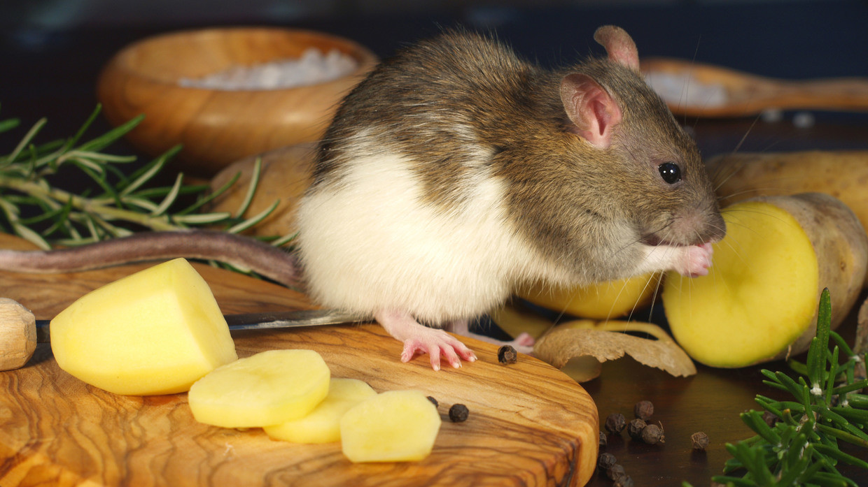 Clicks Hungry Media Warns Ireland Of Russian Ghost Ship With Cannibal Rats But Twitter S Not Amused Rt World News