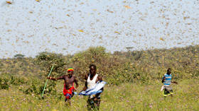 India, Pakistan should brace for ‘TWIN INVASION’ of locusts from Horn of Africa & Iran, UN warns