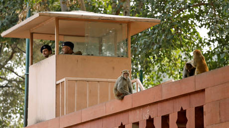 BEAR with us: Indian border guards take extreme measures to scare off mischievous monkeys (VIDEO)