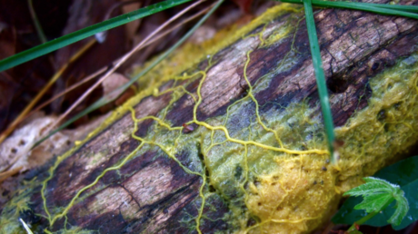 Slime mold inspires breathtaking recreation of cosmic ‘dark matter web’ holding our universe together (PHOTOS, VIDEOS)