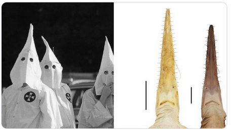 Klansmen or Coneheads? Bizarre new species of shark spawns smorgasbord of snarky memes