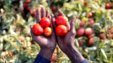 FILE PHOTO: A field of tomato plants, near Foggia, Italy © Reuters / Alessandro Bianchi