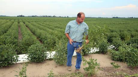 US farmer at his farm near the crop of soybeans, which he had reported to the state board for showing signs of damage due to the drifting of pesticide Dicamba
