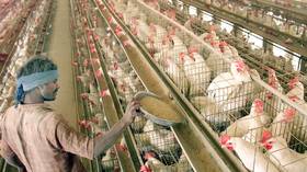 Indian farmer DESTROYS nearly $800,000 worth of chickens & eggs over coronavirus fake news on social media