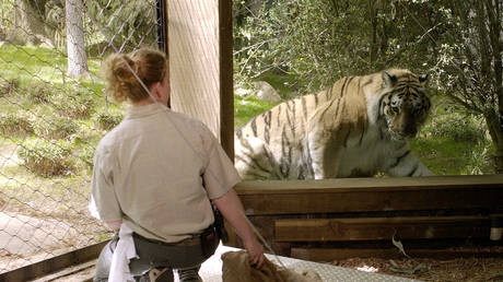 FILE PHOTO: Tiger Mountain habitat at the Bronx Zoo in New York