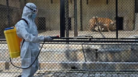 A man in a protective suit sprays disinfectant in a tiger enclosure at Alipore zoo in Kolkata, India, amid concerns about the spread of the coronavirus.