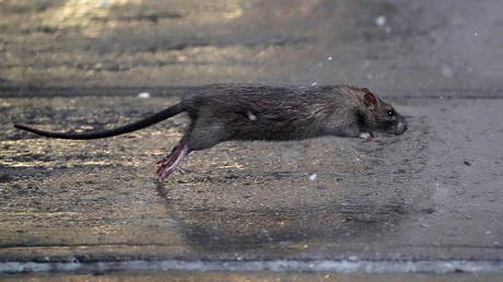 A rat runs across a sidewalk in the Manhattan borough of New York City, New York, (December 2, 2019 FILE PHOTO).