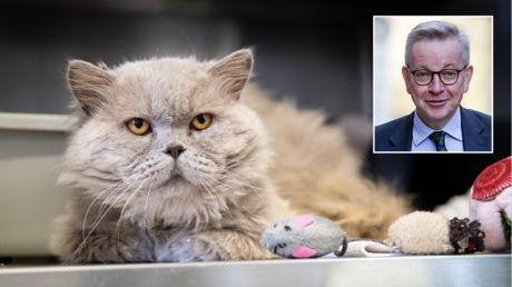 Feline grumpy? UK minister Gove&rsquo;s Brexit update loudly interrupted by cat, prompting wave of solidarity for the pet (VIDEO)
