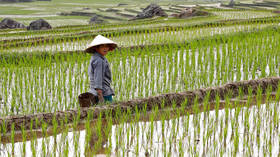 Rice & wheat prices surge amid fears Covid-19 lockdown may threaten global food security