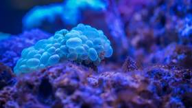 Researchers 3D PRINT artificial corals which could save natural reefs, cut greenhouse gases