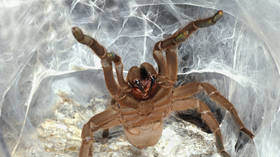 Pick your poison: Scientists develop opioid alternative using VENOM from ‘extremely aggressive’ spider